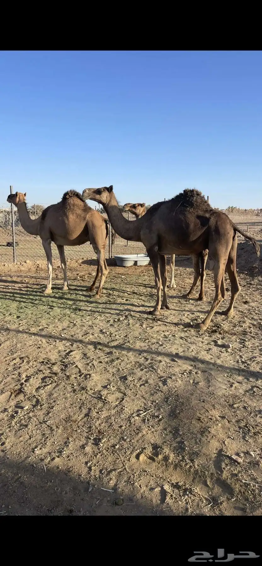 لقحات طيبات منايح الحد 6300 0