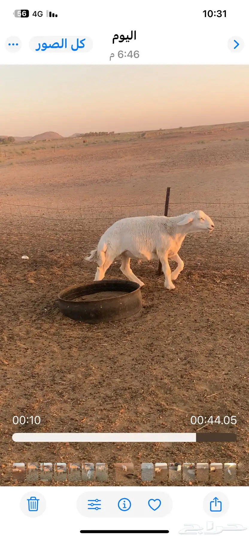 طلي ساس طيب 2