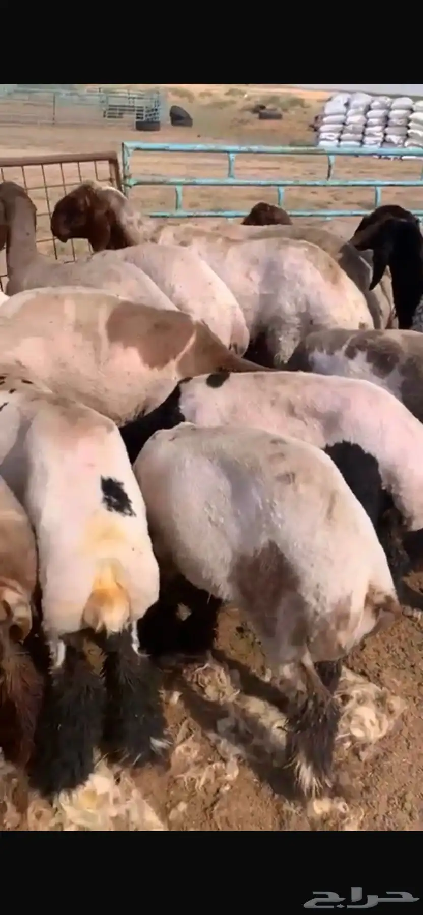 حلاقين غنم سواريه متواجدين في نجران 0