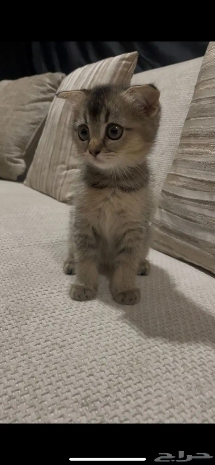 قطة أنثى سكوتش للبيع 2