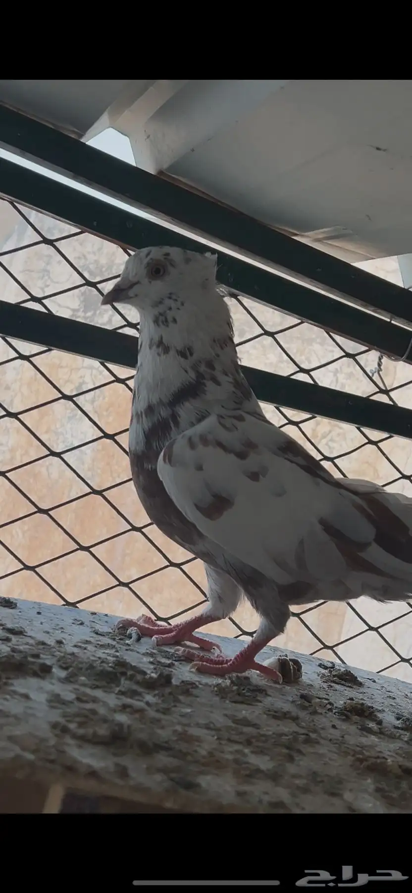جوز قطايف 0