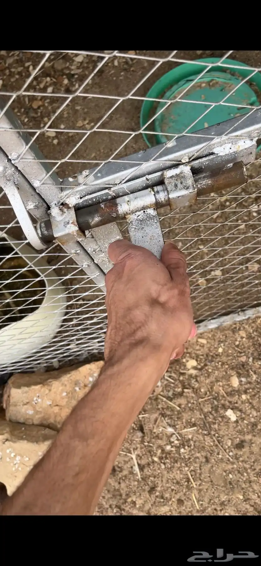 دجاج بلدي 0