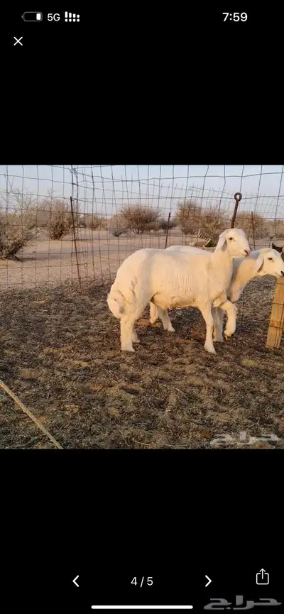 طليان للبيع ذبايح ظهر وطرف 0