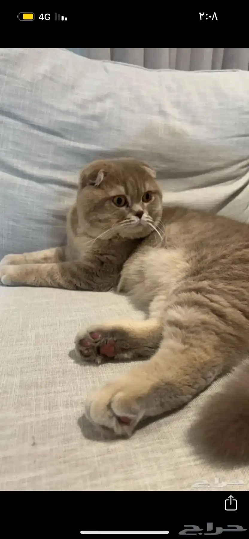 تزواج سكوتش فولد 0