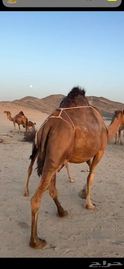 خلفه ساحليه(( تم البيع )) 4