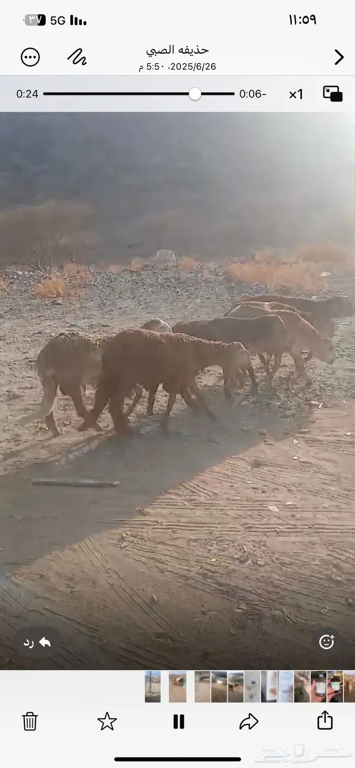 طليان سواكن مقفله شحم تربيه 4شهور جذاعان 1
