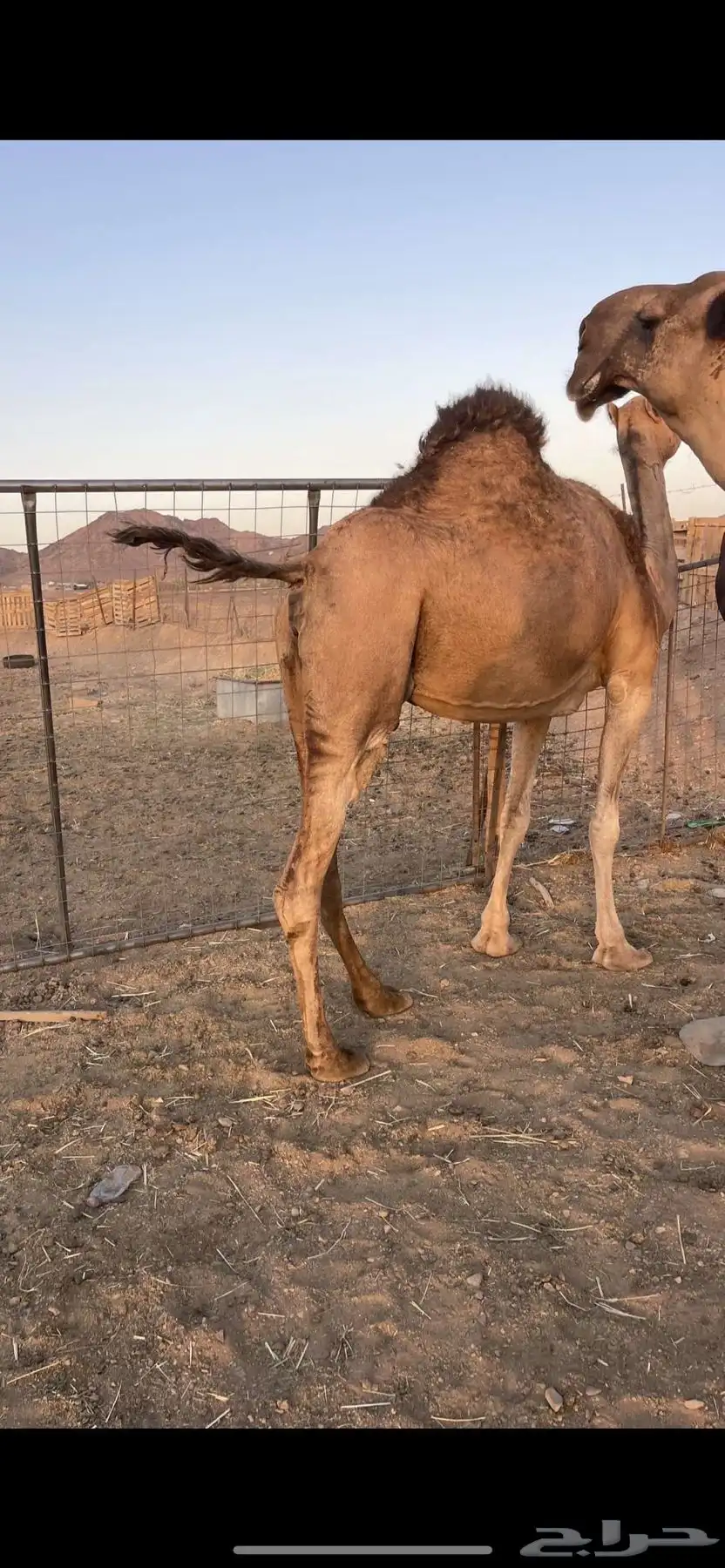 لقحات طيبات منايح الحد 6300 3
