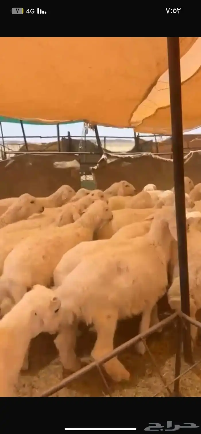 بهم حري شحم العدد65ورخال15 العمر4شهور وفوق الموقع شمال عفيف 6