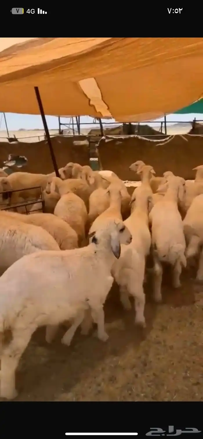 بهم حري شحم العدد65ورخال15 العمر4شهور وفوق الموقع شمال عفيف 4