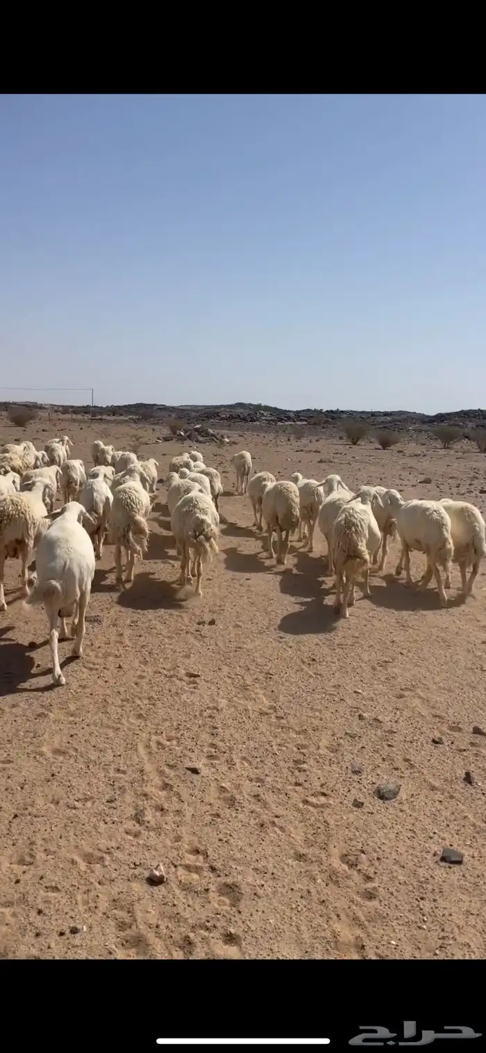 حريات حرش مراح واحد ( تم البيع ) 1