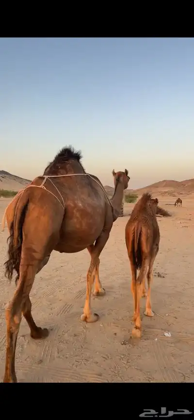 خلفه ساحليه(( تم البيع )) 5