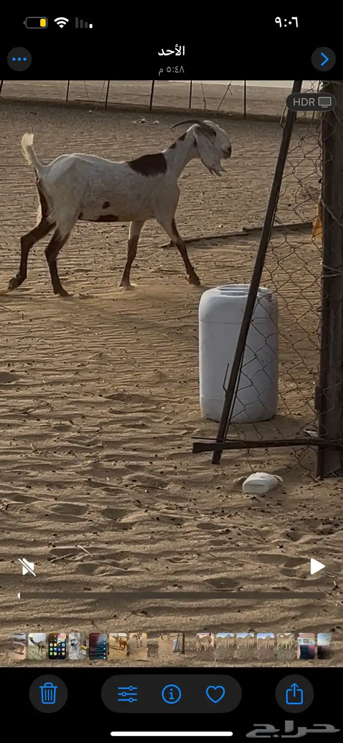 عنزا هولنداي 1