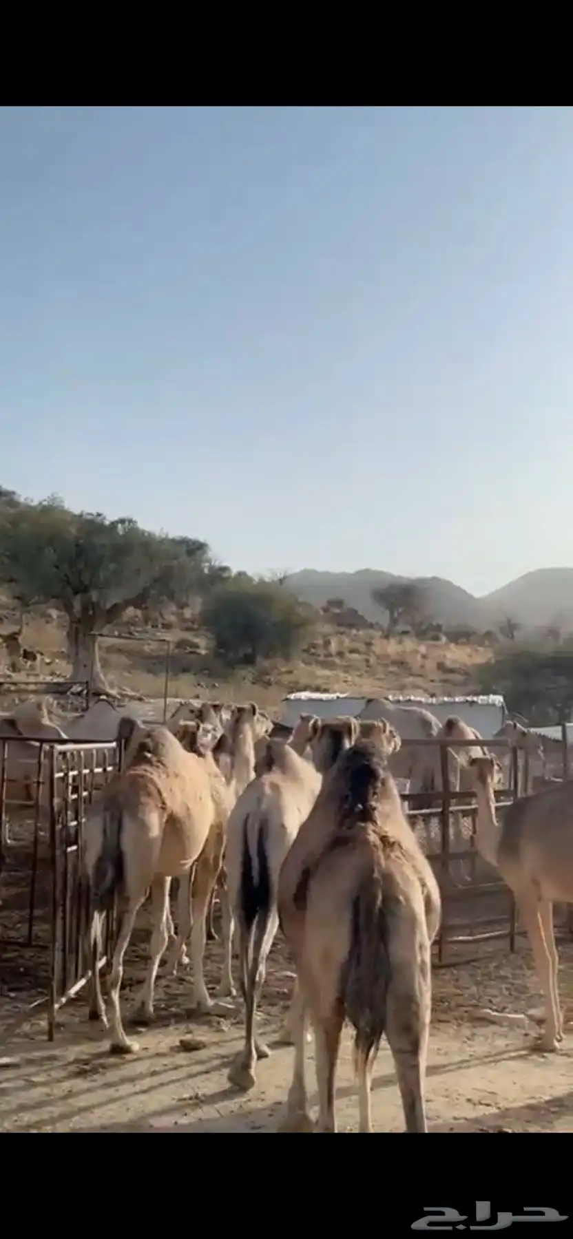 ناقه نياق ابل 4