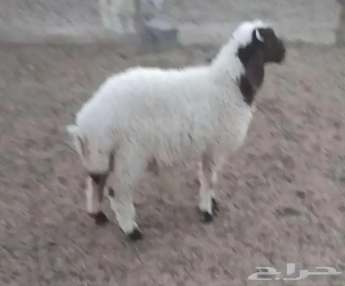 هرفي فاخر 17