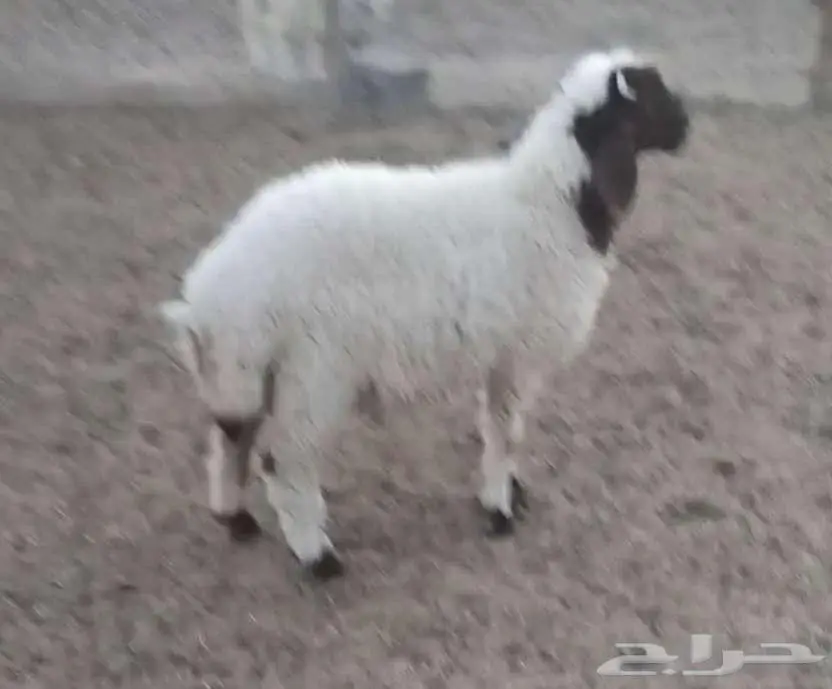 هرفي فاخر 17