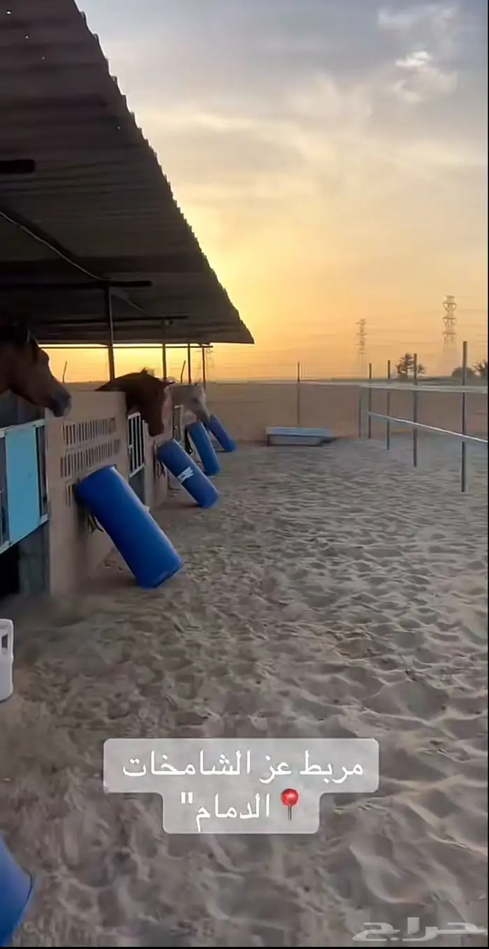 تدريب و ايواء و عسف خيل 2