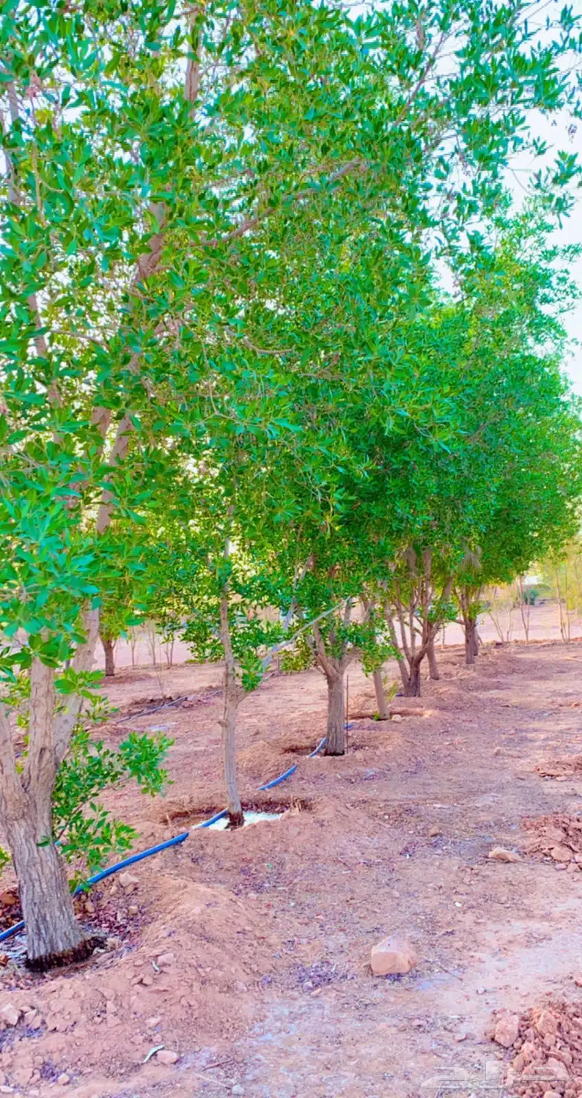 الايجار 4