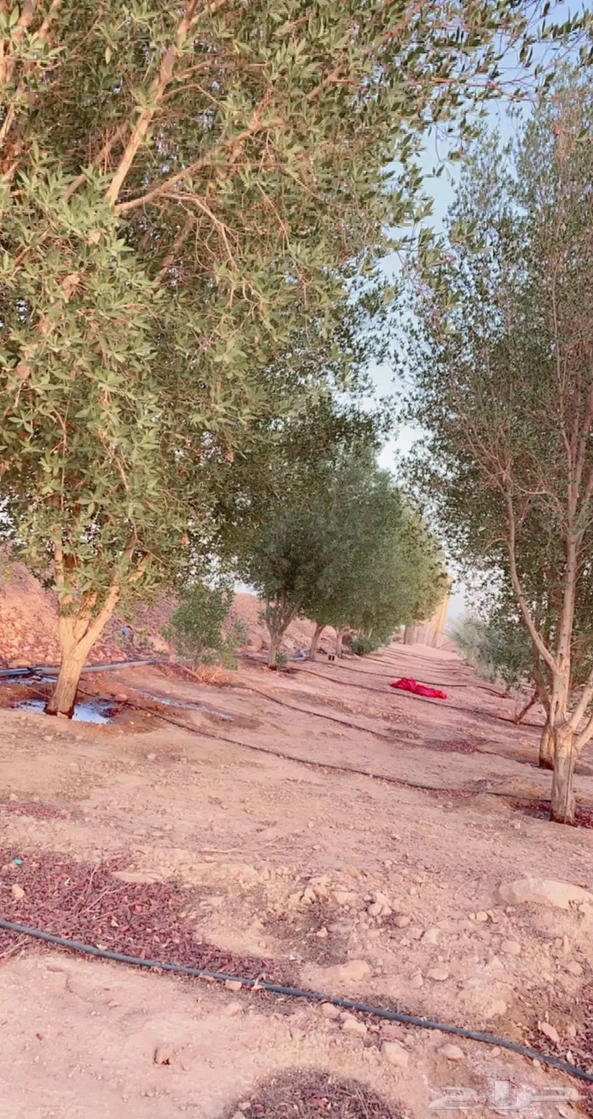 الايجار 1