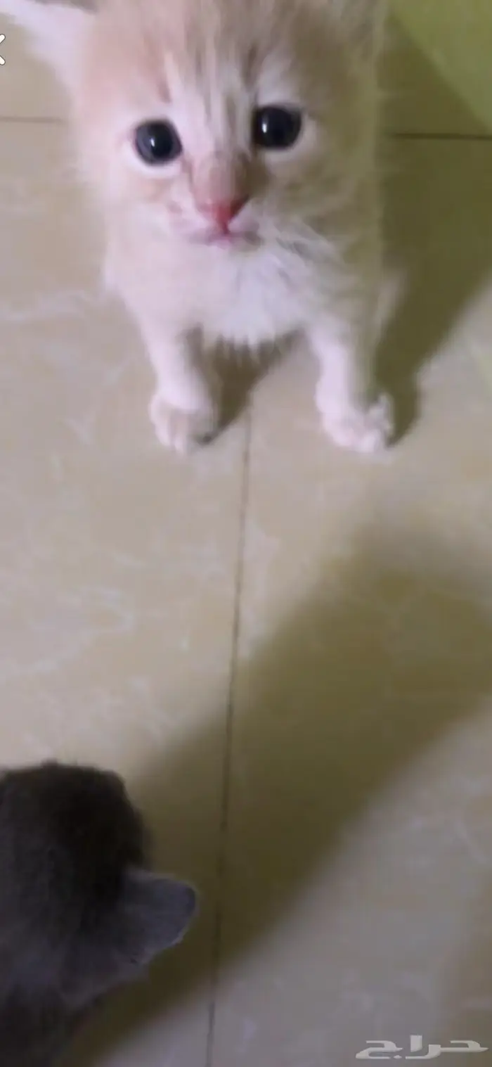 المزاحميه 4