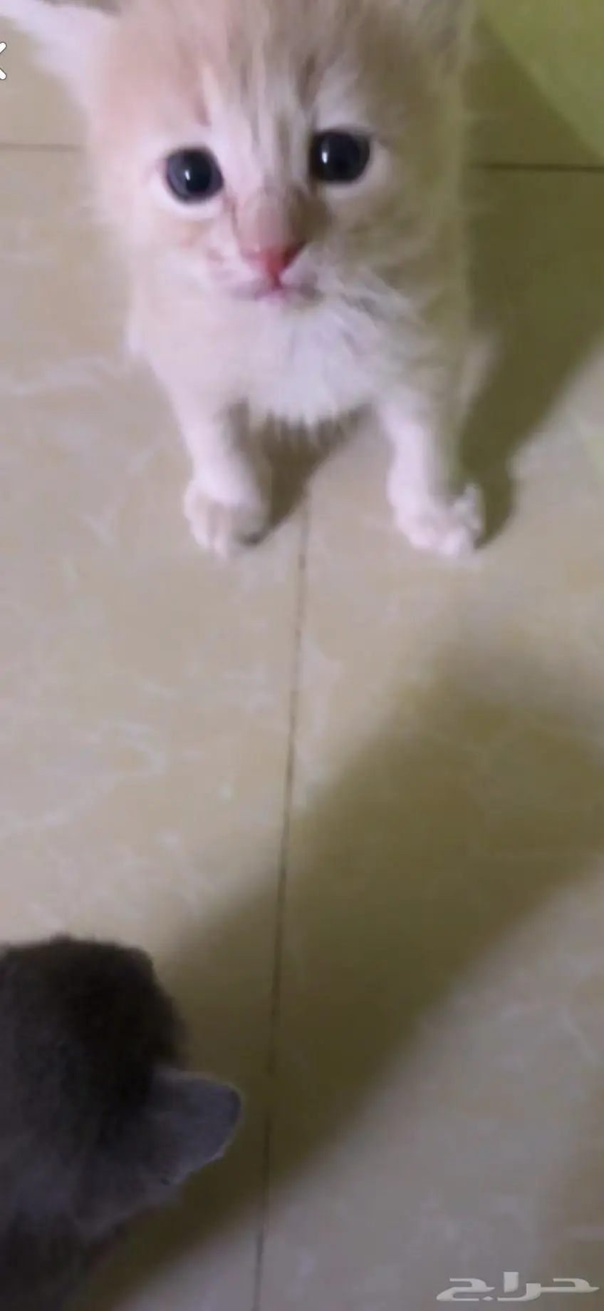 المزاحميه 4