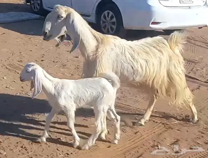 (تم البيع ) عنزين ولد مصريات بيض صنف طيب 11