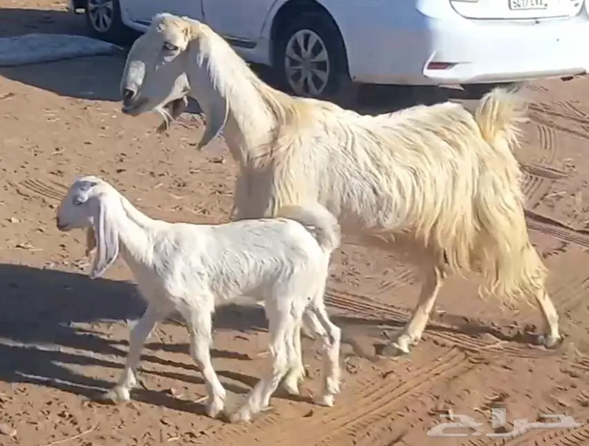 (تم البيع ) عنزين ولد مصريات بيض صنف طيب 11
