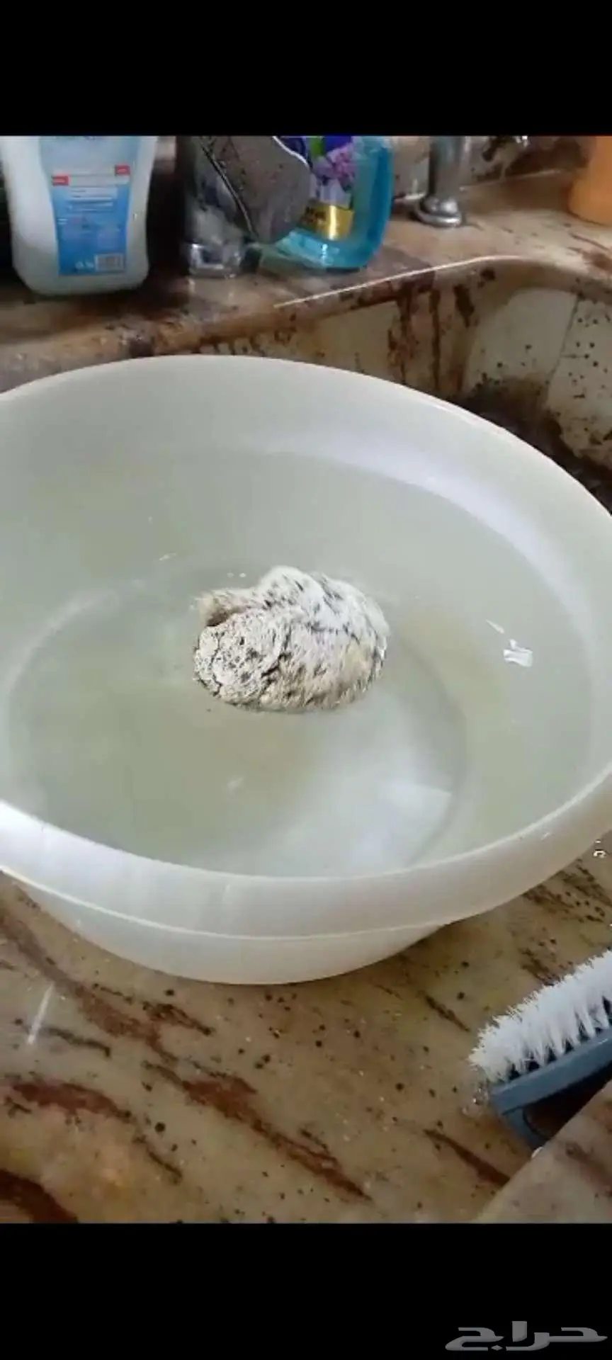 عنبر ابيض نخب اول 2