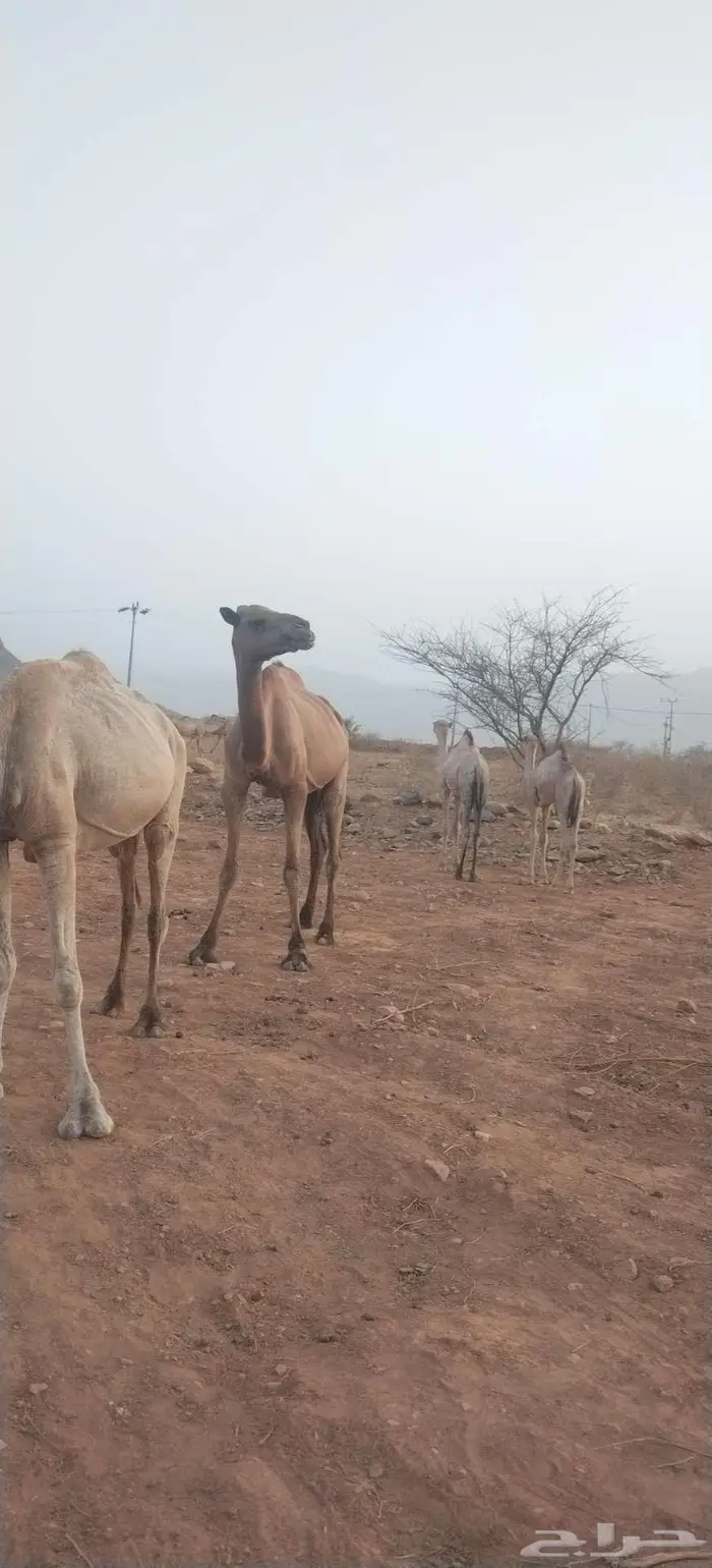 ابل نياق للبيع مع قعدانها اثنين ذكور وحده انثئ 3