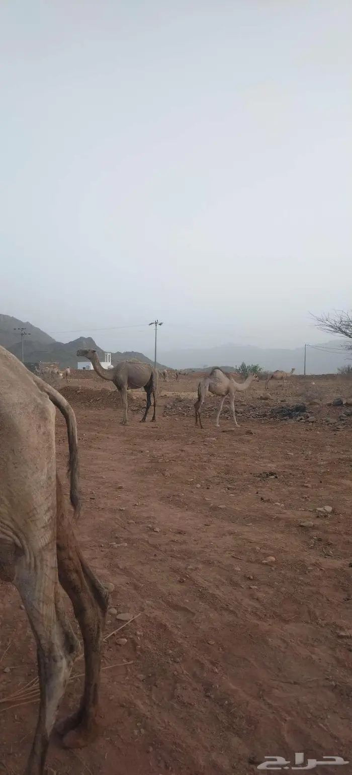 ابل نياق للبيع مع قعدانها اثنين ذكور وحده انثئ 0