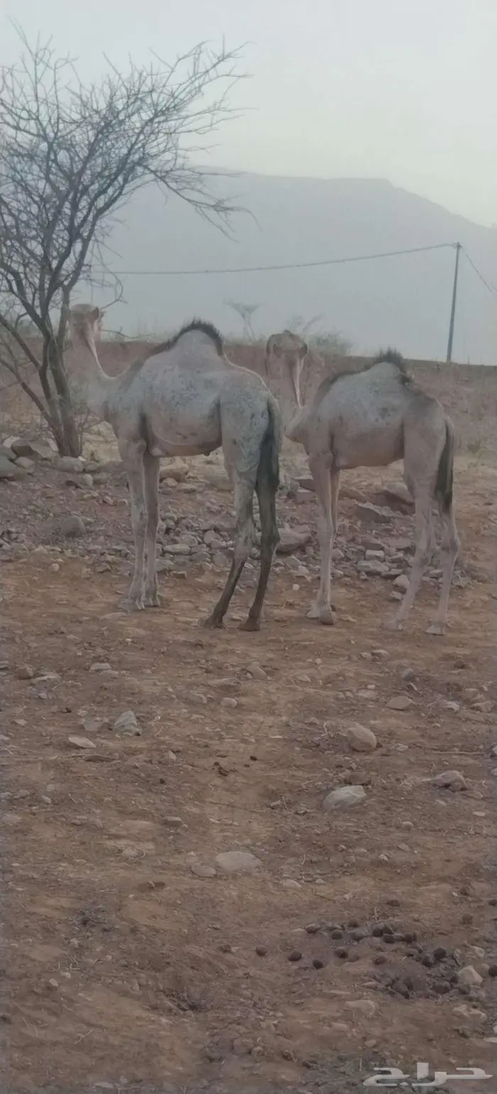 ابل نياق للبيع مع قعدانها اثنين ذكور وحده انثئ 1