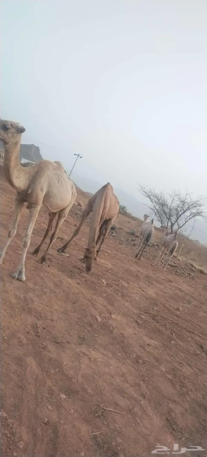 ابل نياق للبيع مع قعدانها اثنين ذكور وحده انثئ 4