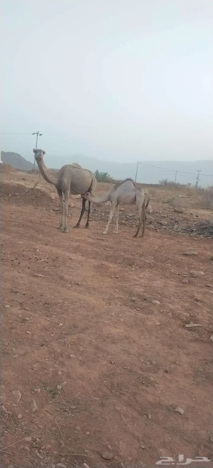 ابل نياق للبيع مع قعدانها اثنين ذكور وحده انثئ 2