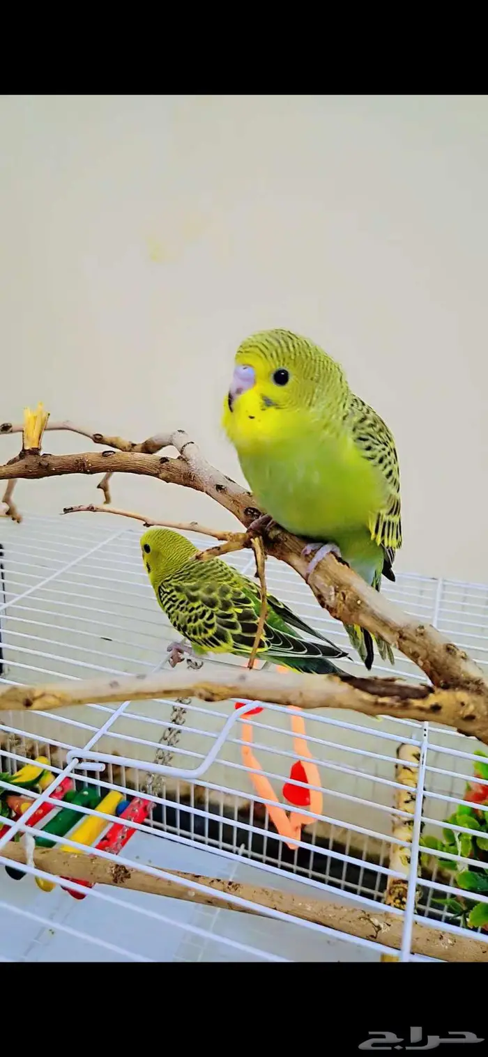 بادجي اليف وهدد للبيع (تم البيع) 0
