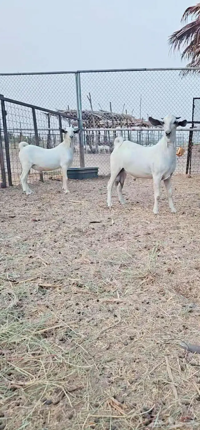 تيوس بيشية 1