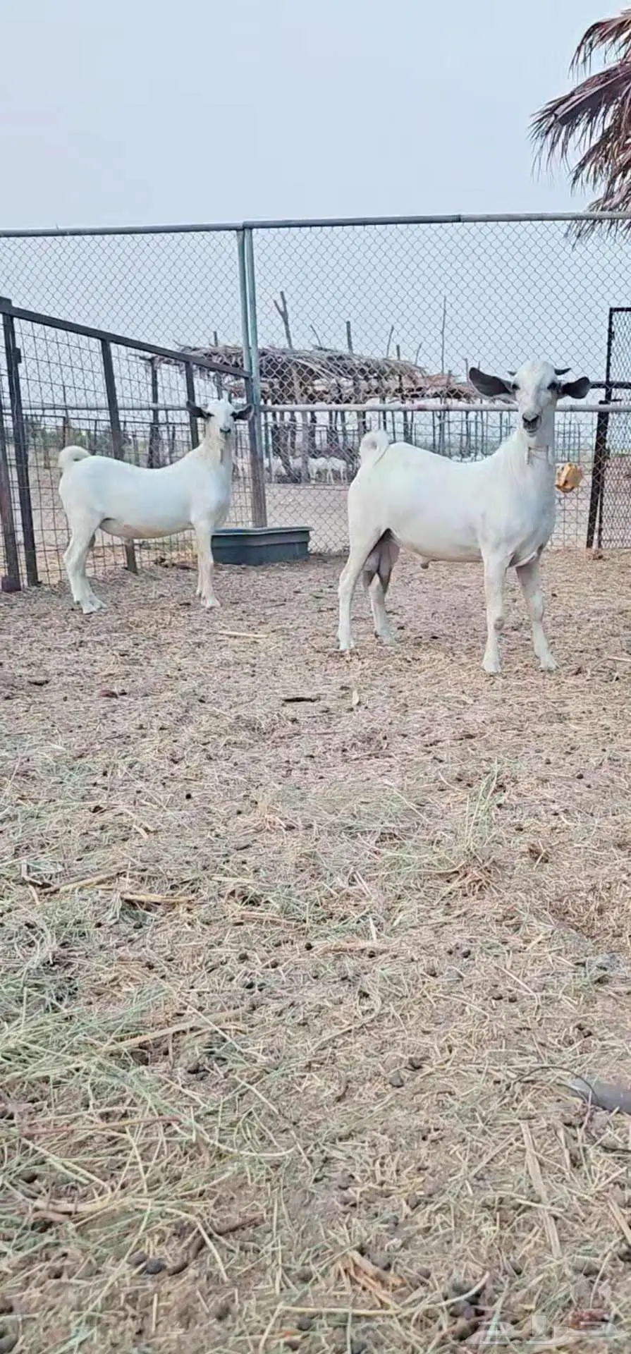 تيوس بيشية 1
