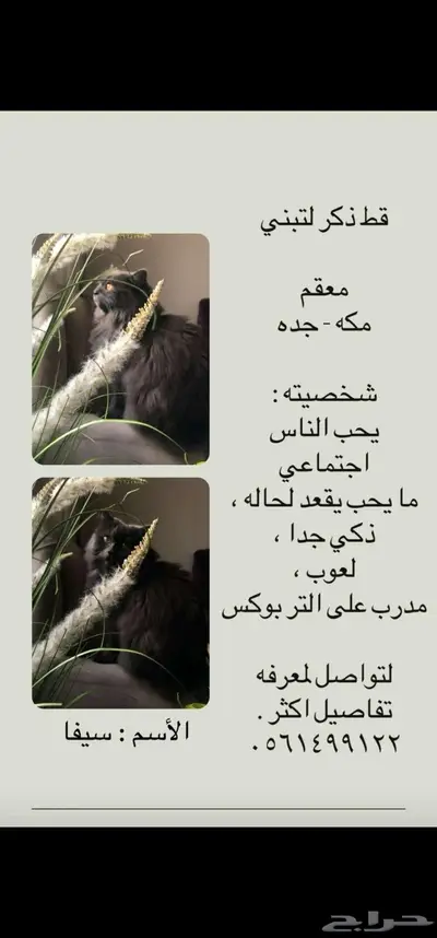 قط تبني 0