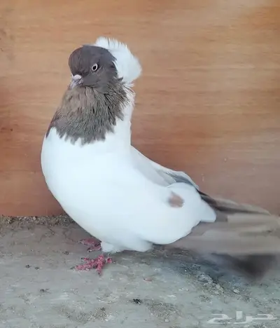 حمام منتج 3
