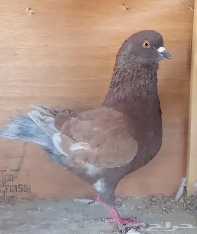 حمام منتج 2