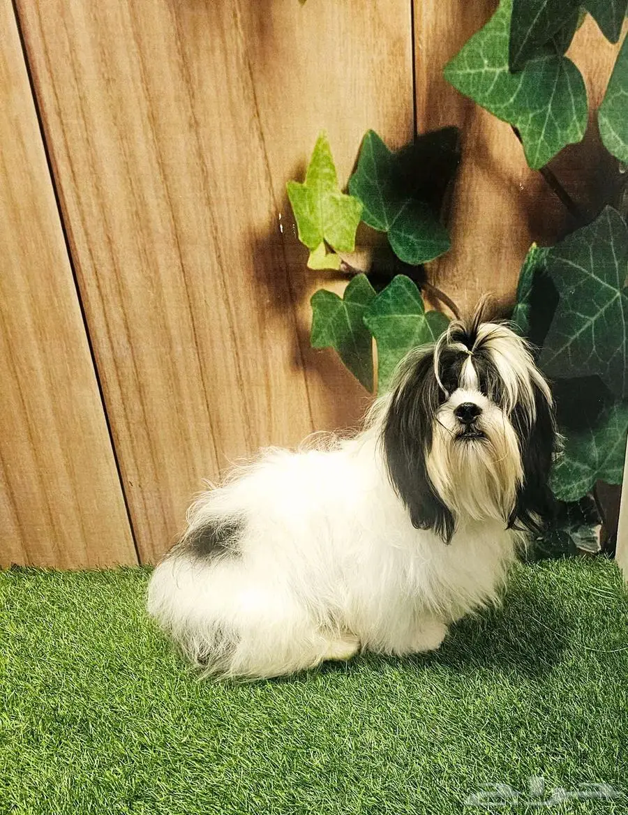شيتزو بيور shihtzu peur 0