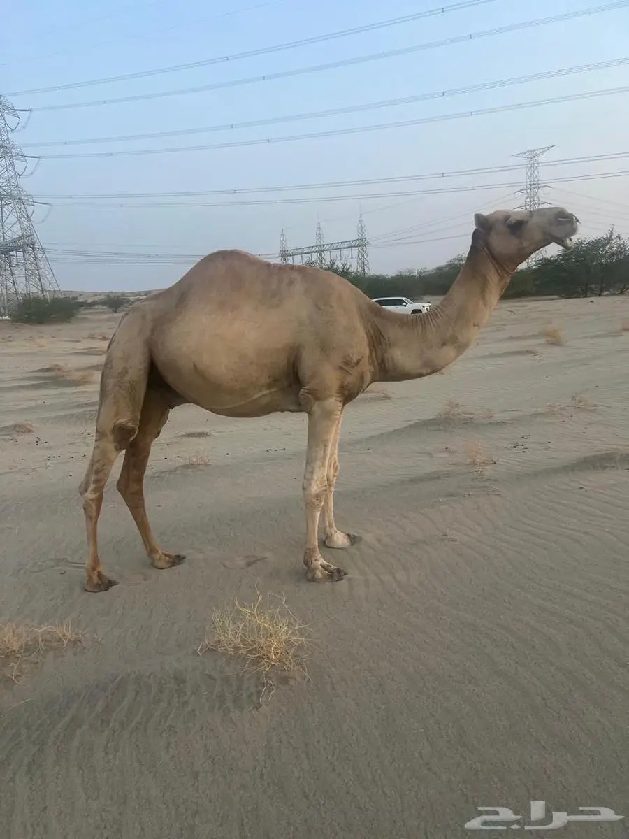 بعير حر للبيع 0