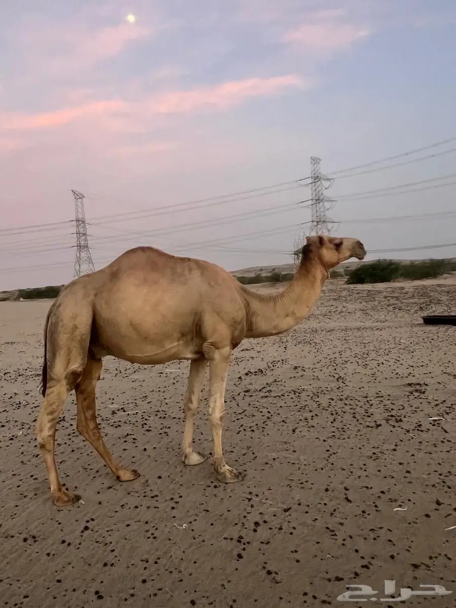 بعير حر للبيع 1