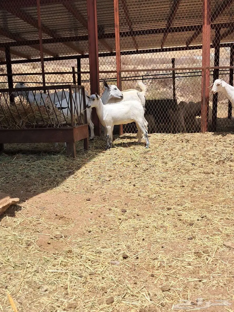عناق 1