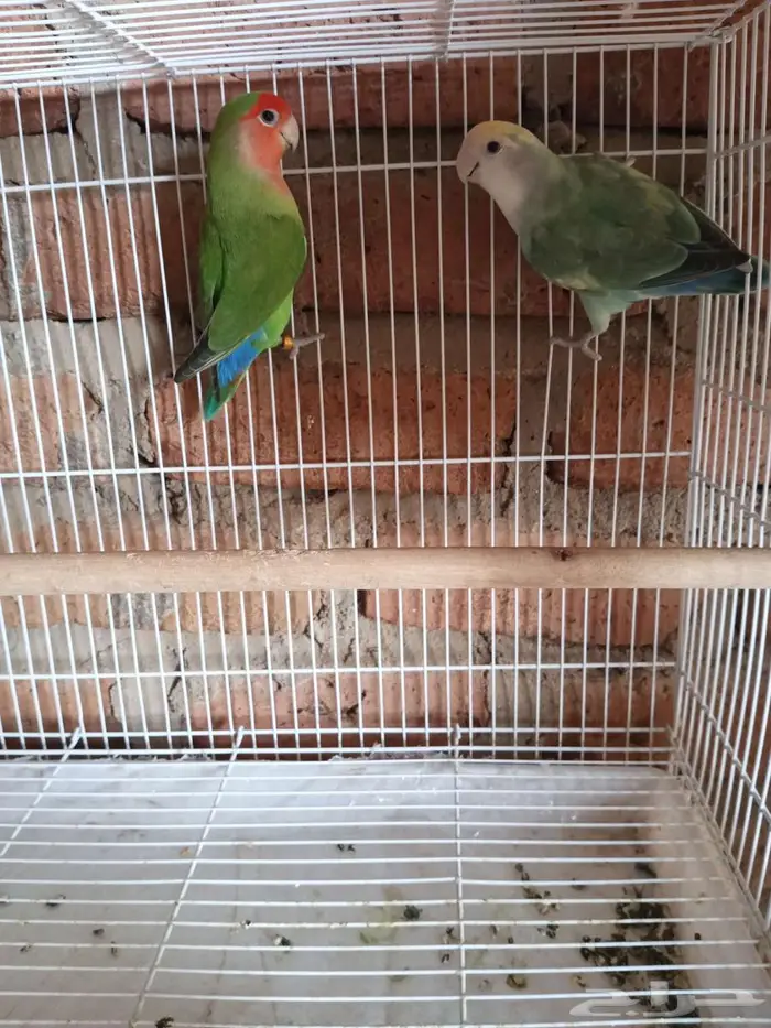 جوز روز منتج 2