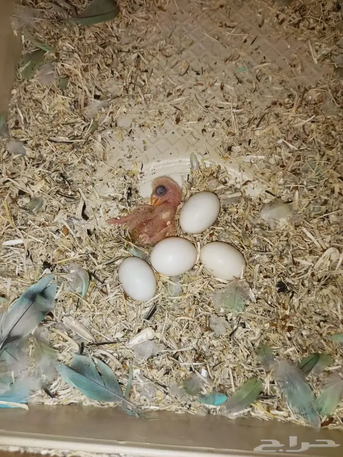 جوز روز منتج 1