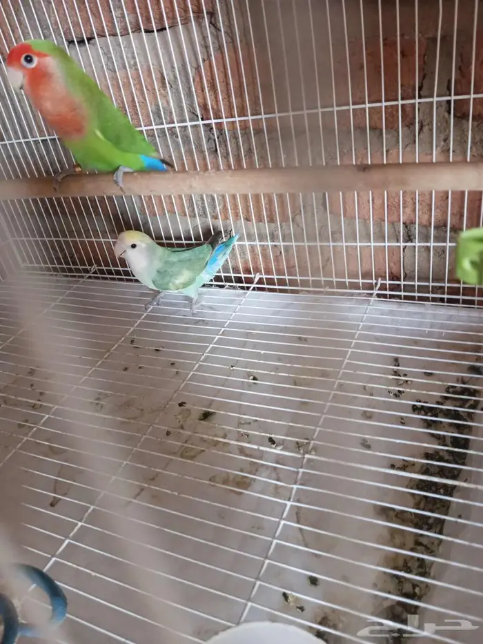 جوز روز منتج 0