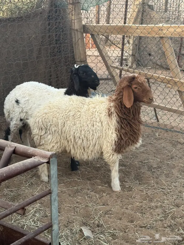 ذبايح نعيمي و حري 6