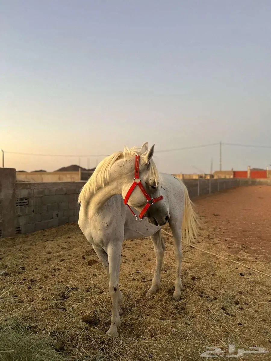 حصان اصفر واهو 2