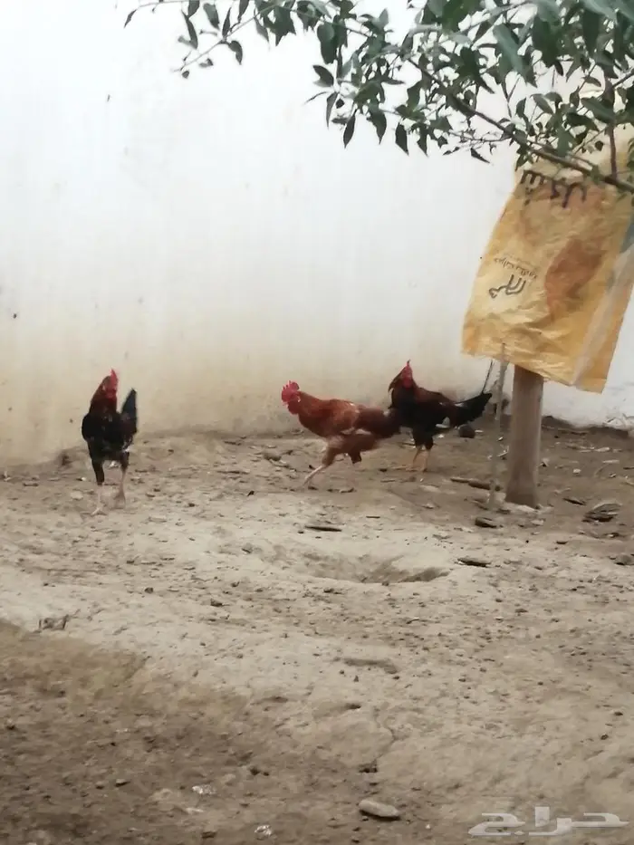 ديك عربي بلدي 8 حبات 7