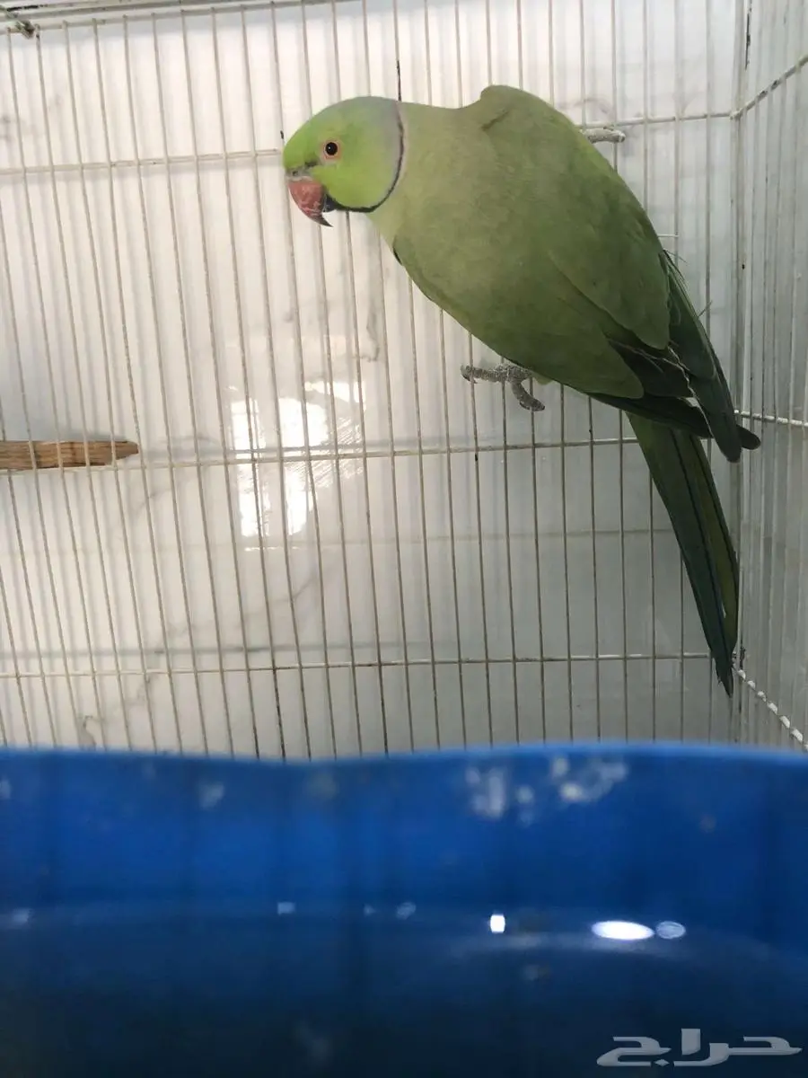 ذكر ببغاء الدره 1