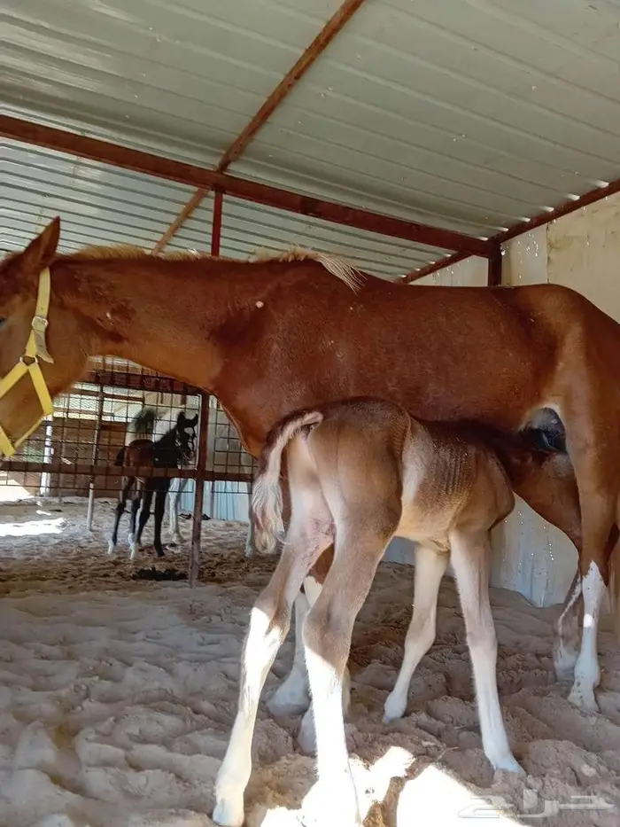 يتوفر حليب فرس للي يبي 0